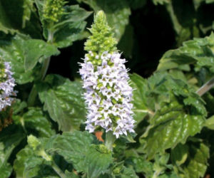 mieta