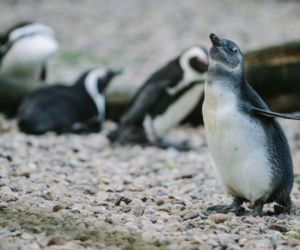 2 To pierwszy wykluty w łódzkim zoo pingwin przylądkowy
