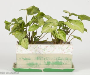 Syngonium