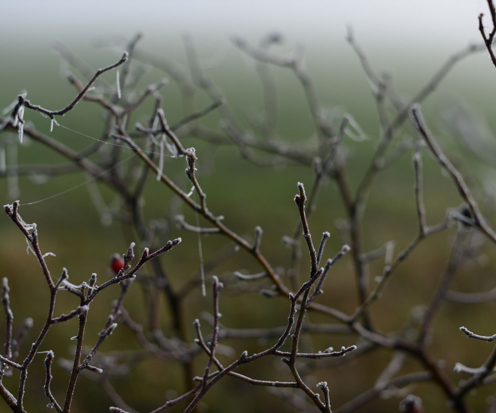 Temperatury powyżej zera w Toruniu coraz rzadszym widokiem [Pogoda w Toruniu]