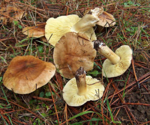 Gąska zielonka