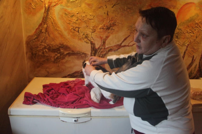 Watahy zdziczałych psów atakują wieś! "Rozrywają koty, rzuciły się na dziecko!