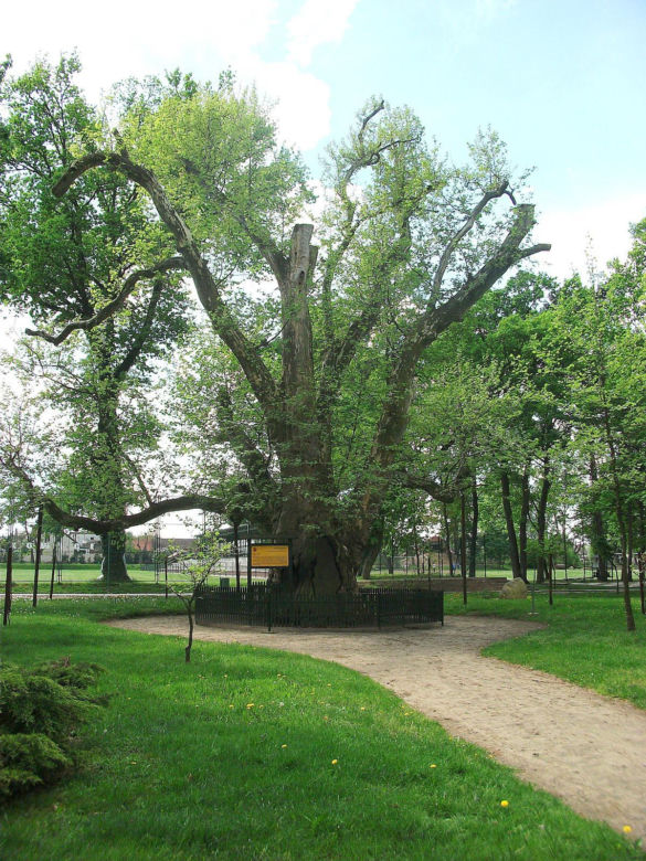 Pałac i platan we Włoszakowicach