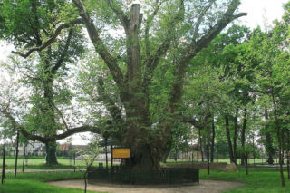 Pałac i platan we Włoszakowicach