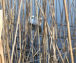 Siedleccy wędkarze chcą posprzątać okolice zalewu. Pomożecie?