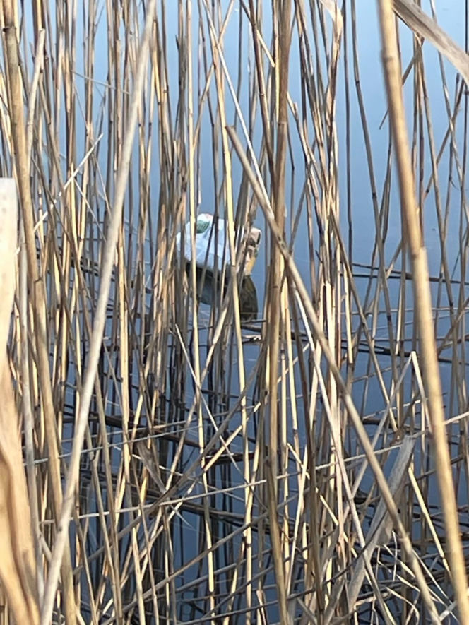 Siedleccy wędkarze chcą posprzątać okolice zalewu. Pomożecie?