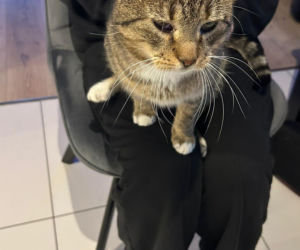 Mińsk Mazowiecki. Zatruł się czadem, gdy ratował Mruczka