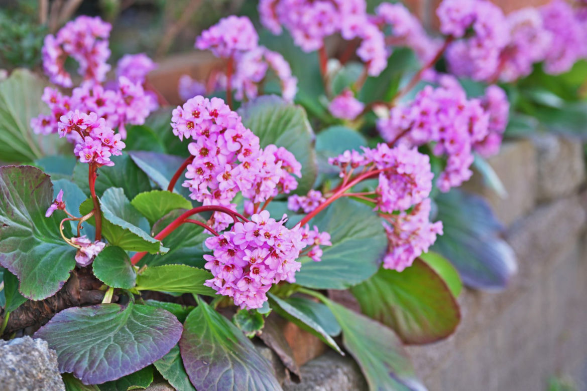 Bergenia