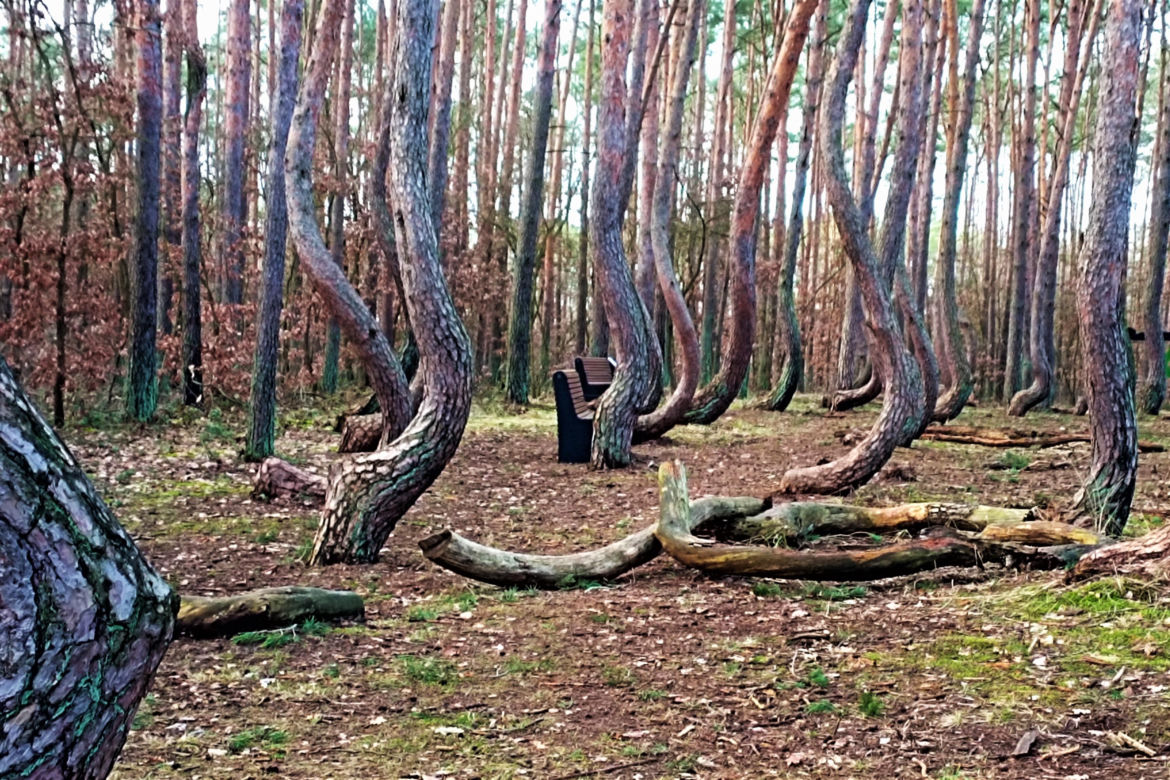 Krzywy Las pod Gryfinem