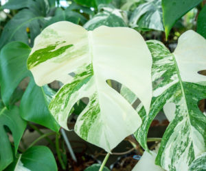 Monstera Variegata – sekrety pielęgnacji tej oszałamiającej rośliny!