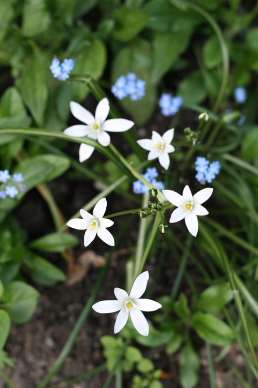 Śniedek baldaszkowaty