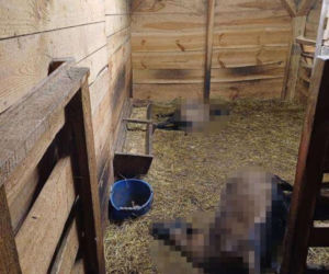 Wataha psów zaatakowała pod Siedlcami