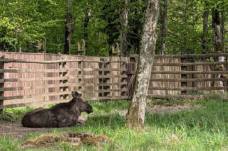 To najlepsze atrakcje dla dzieci w woj. podlaskim. Takiego wyboru dokonała AI