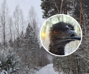 Niezwykły gość pojawił się w lesie w naszym regionie. Ptak uciekł z hodowli, przestraszył się fajerwerków!