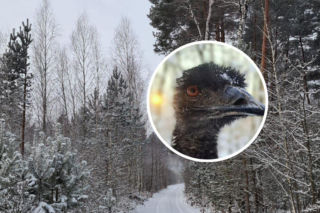 Niezwykły gość pojawił się w lesie w naszym regionie. Ptak uciekł z hodowli, przestraszył się fajerwerków!