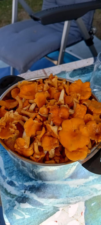 Świeże grzyby prosto z lasu foto Katarzyna Górna