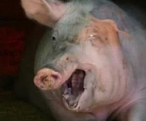 Lech Wałęsa jak świnia. Solidarność atakuje Wałęsę