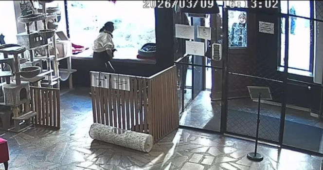 Próbowała wynieść kota z lokalu w Toruniu