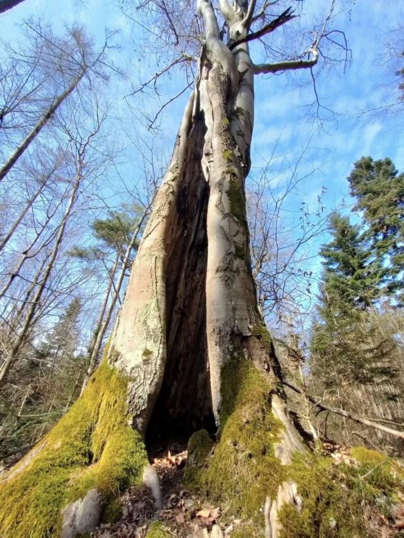 Bliżyńskie Lasy Naturalne