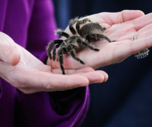 księżna Kate z tarantulą