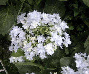 Hortensja drzewiasta 'Hayes Starburst' 
