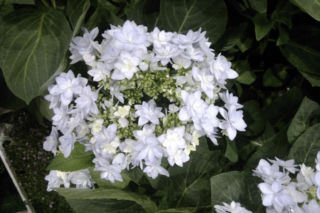 Hortensja drzewiasta 'Hayes Starburst' - Hydrangea arborescens 'Hayes Starburst'