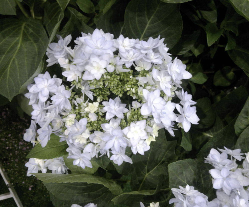 Hortensja drzewiasta 'Hayes Starburst' 