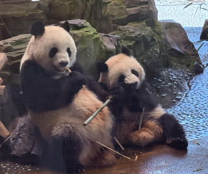 Pandy ZOO Berlin