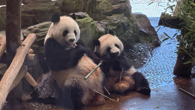 Pandy ZOO Berlin