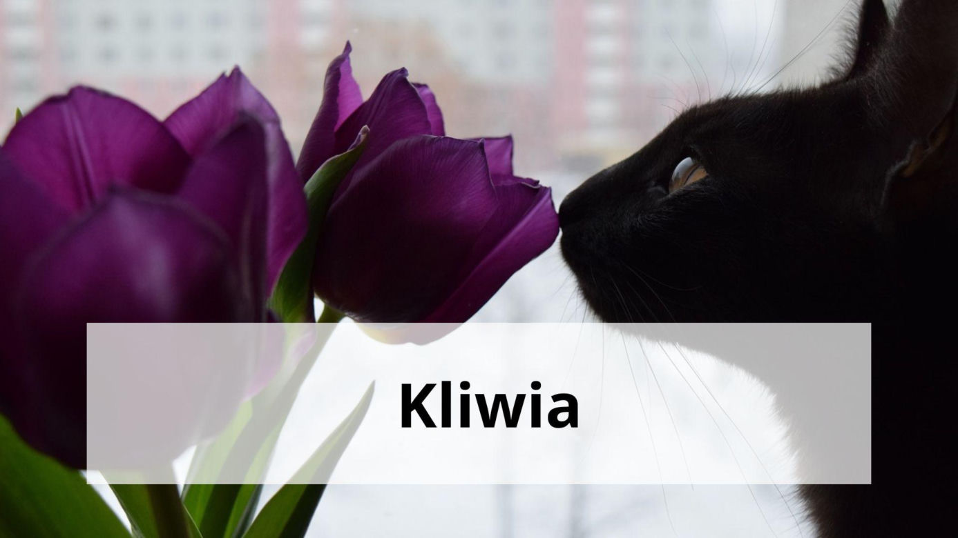 Te rośliny są trujące dla kotów. Masz je w domu? To niebezpieczne 