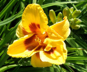 liliowce