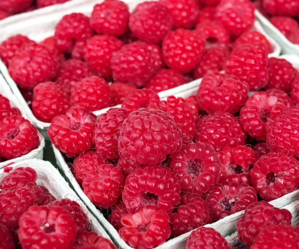 Strajk plantatorów! Nie będą zbierać malin ani porzeczek
