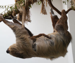 We wrocławskim zoo urodził się pierwszy leniwiec