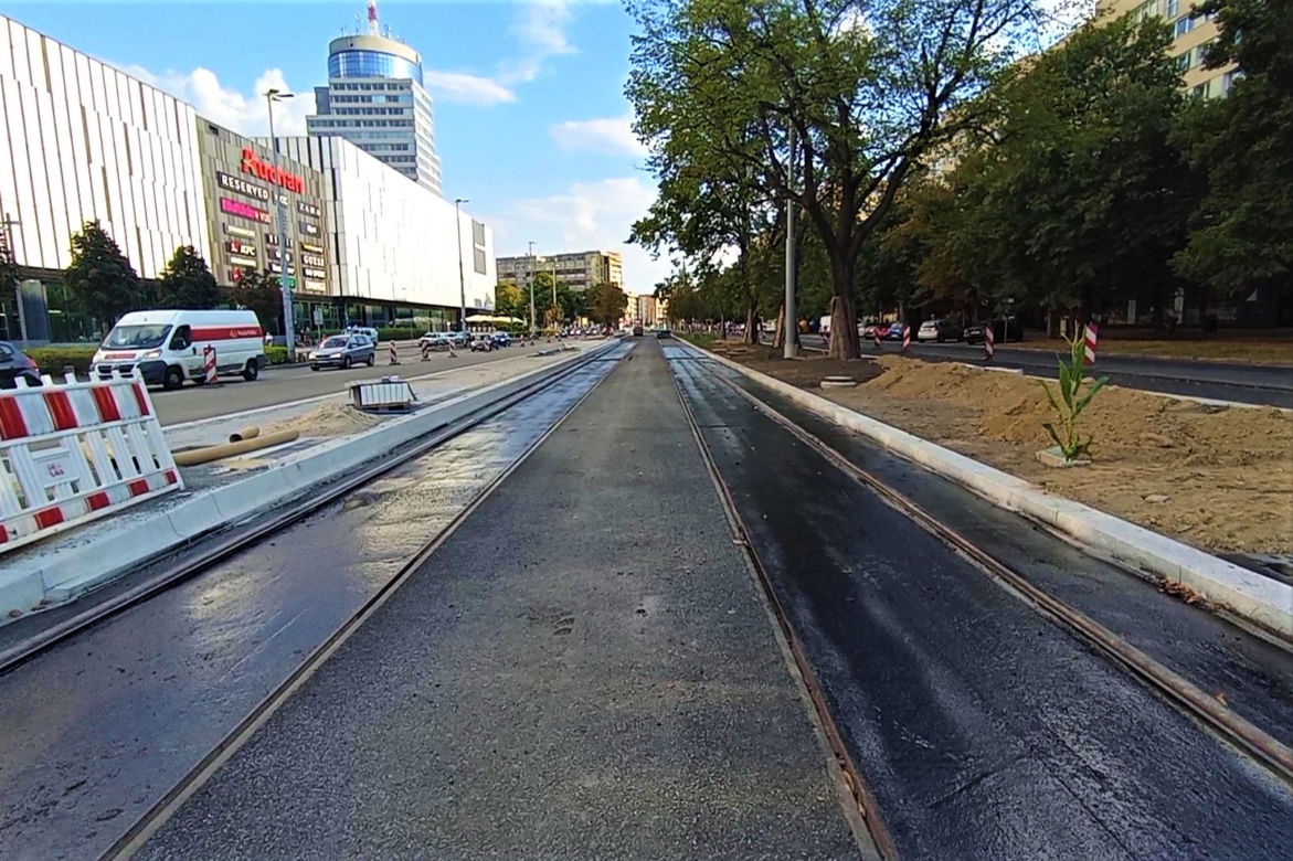 W centrum Szczecina wyrosła dorodna... kukurydza!