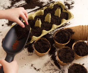 Rozsada w wytłaczankach po jajkach