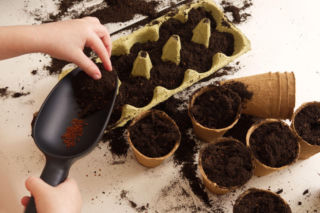 Rozsada w wytłaczankach po jajkach