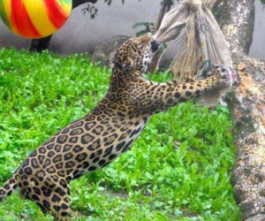 Zabawki dla zwierzaków w zoo