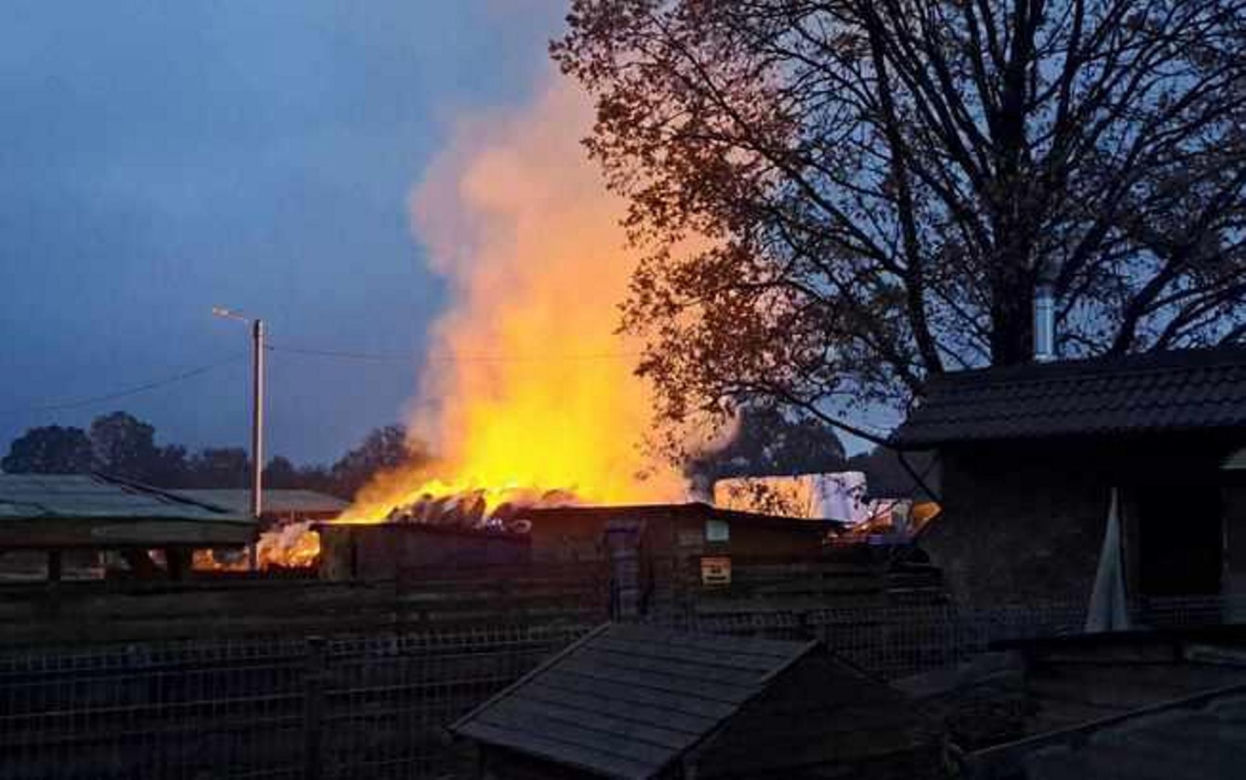 W ogniu spłonął cały zapas jedzenia dla zwierząt z przytuliska. Tragiczna sytuacja zwierząt poruszyła serca ludzi