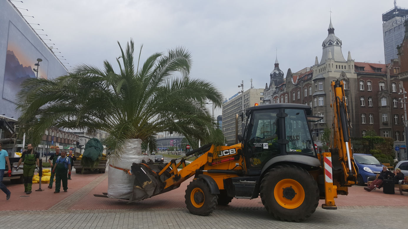 Palmy wróciły na rynek w Katowicach