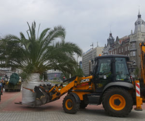 Palmy wróciły na rynek w Katowicach