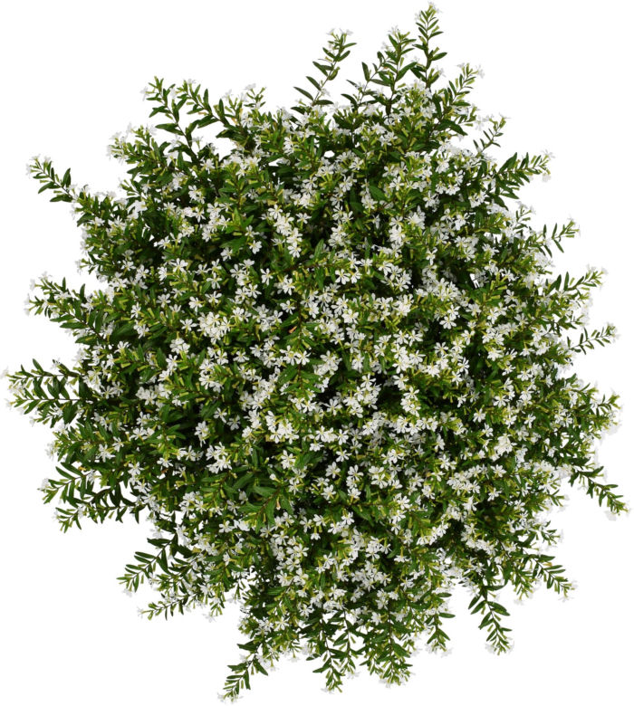 Kufea hyzopolistna