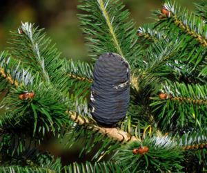 Jodła balsamiczna
