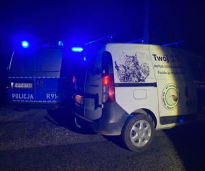 Śląskie: Ciężarna sarna zginęła pod autem. Z rozerwanego brzucha wypadło młode! Policjanci przyjęli poród 