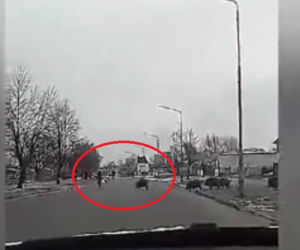 Dziki zaatakowały mężczyznę w centrum miasta. Musiał uciekać przed rozjuszonym stadem [ZDJĘCIA, WIDEO]