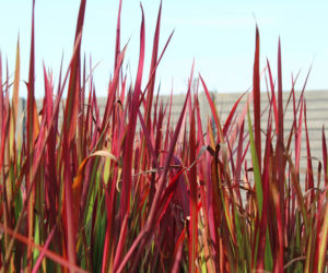 Imperata cylindryczna 'Red Baron'