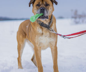 Kaufland wspólnie na rzecz zwierząt