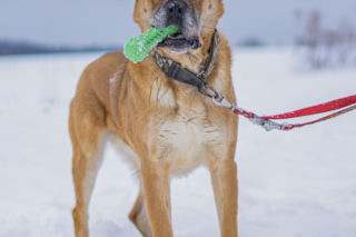 Kaufland wspólnie na rzecz zwierząt