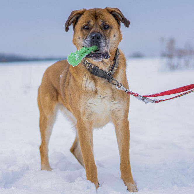 Kaufland wspólnie na rzecz zwierząt