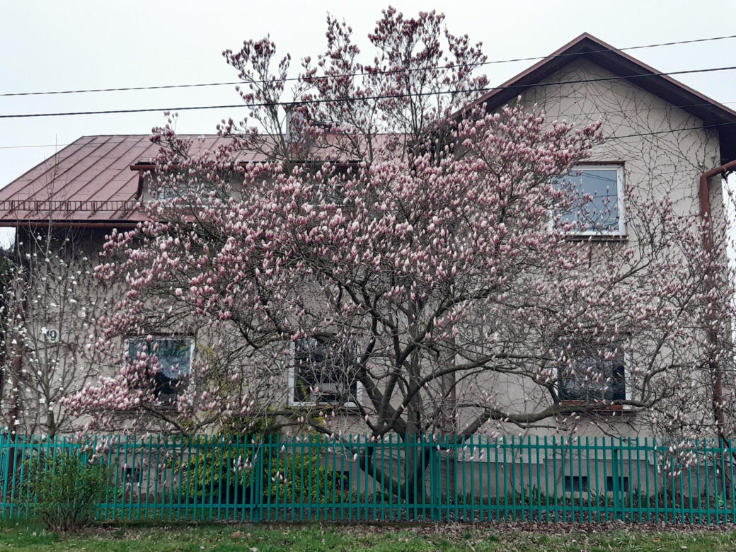Szlak Kwitnących Magnolii