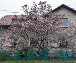 Szlak Kwitnących Magnolii